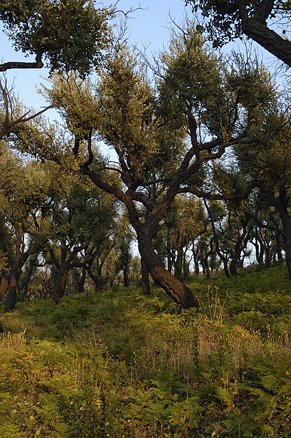 photo vegetation foret brulee