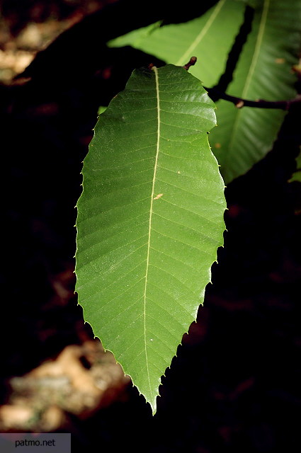 photo de feuilles de chataignier massif des maures