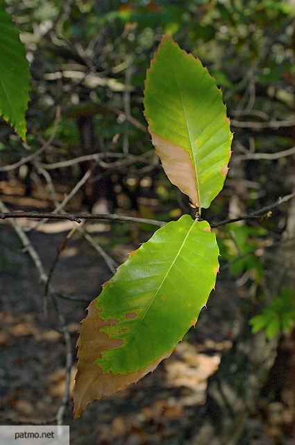 image de feuilles de chataignier