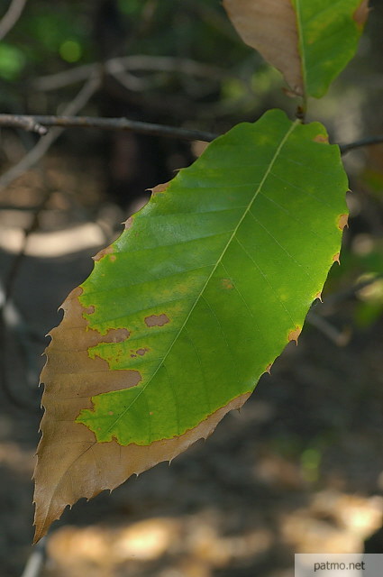 photo de feuille de chtaignier