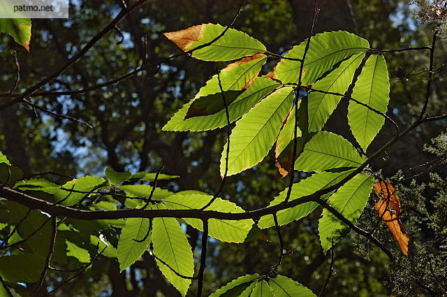 photographie feuilles chtaignier