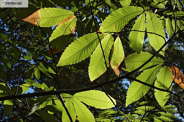 photographie feuilles chtaignier