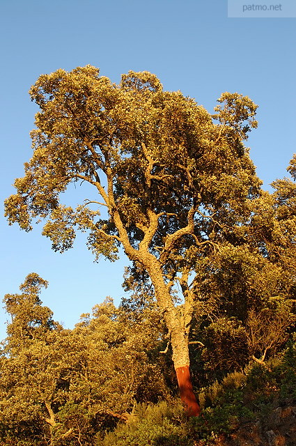 Picture of a cork tree in the light