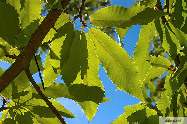 photo de feuilles de chtaignier massif des maures