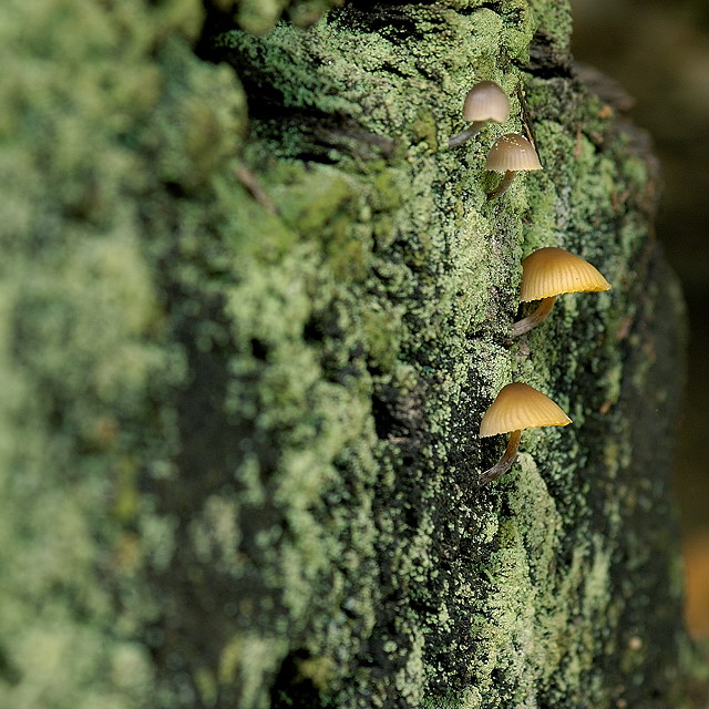 champignons sur tronc de chtaignier