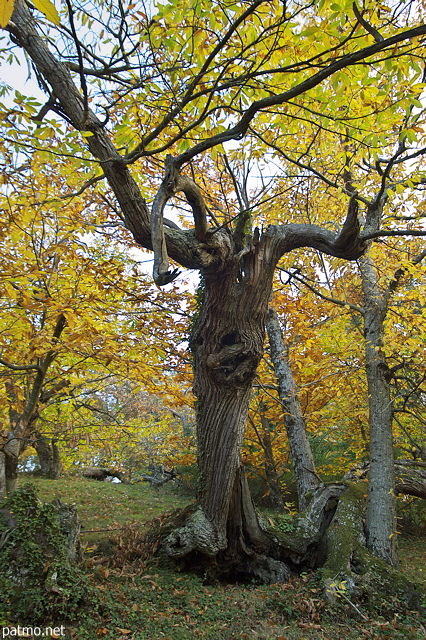 image de chtaignier du massif des maures