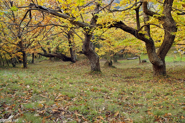 Photograph of autumn colours in a sweet chestnuts orchard