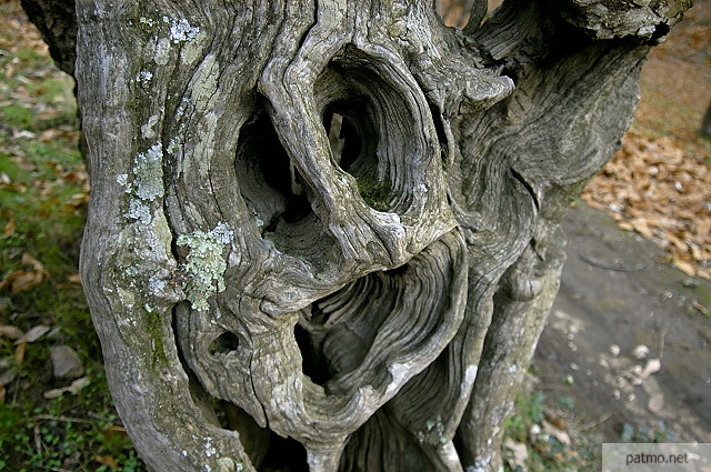 photo de chtaignier