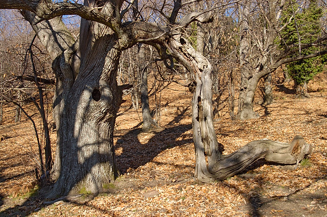 image de chtaignier dans la fort des maures