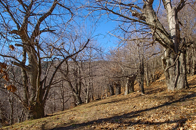 photo de la chtaigneraie des maures