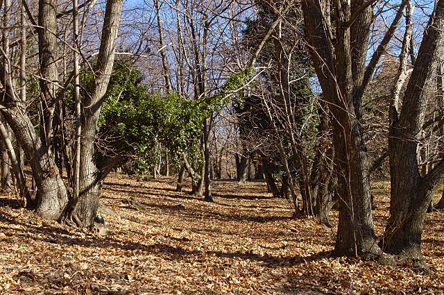 image de la chtaigneraie des maures