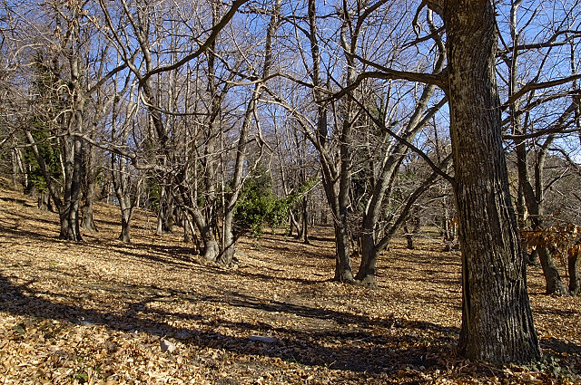 photographie de la chtaigneraie des maures