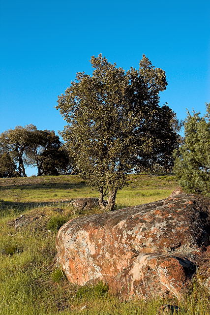 photo de chne lige dans la plaine des maures