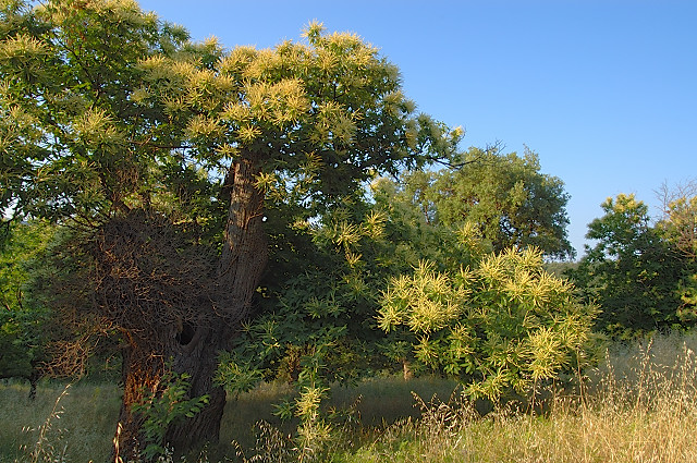 photo de chtaignier en fleurs massif des maures