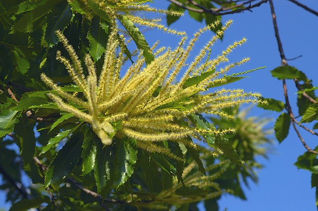 photo de fleurs de chtaignier