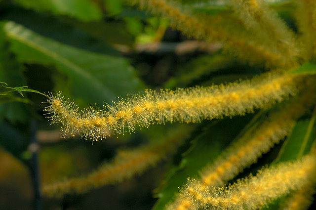 photo de fleur de chtaignier