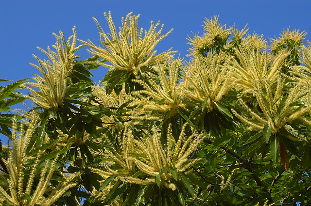 fleurs de chataignier