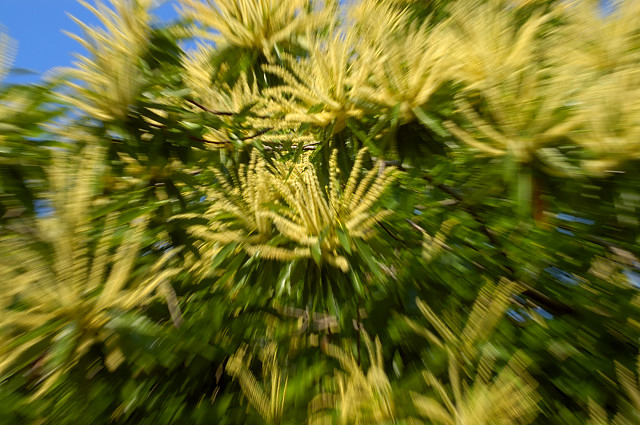 fleurs de chtaignier