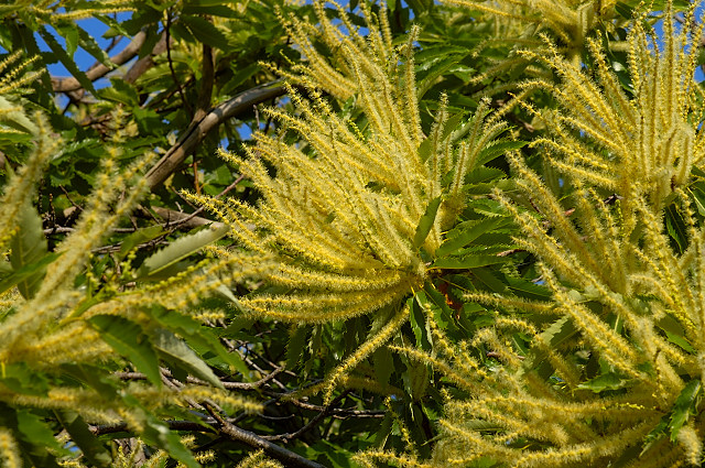 photo de fleurs de chtaignes