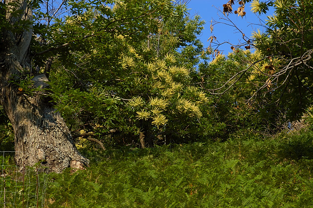 image de chtaignier en fleurs massif des maures