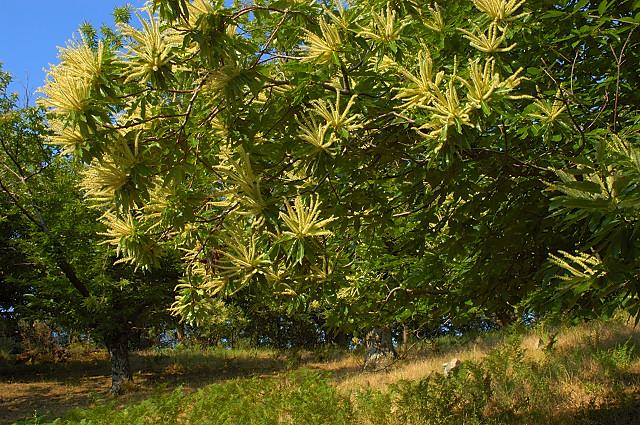 image de chtaignier en fleurs massif des maures