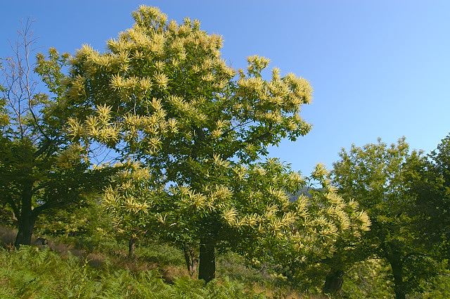 photo de chataignier en fleurs massif des maures