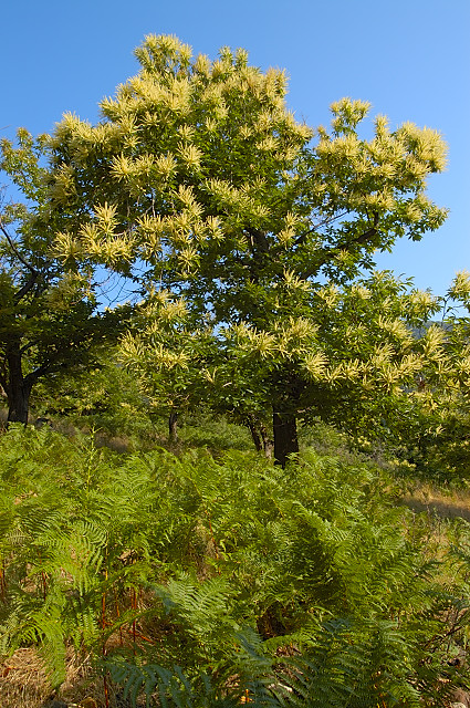 photographie de chataignier en fleurs massif des maures