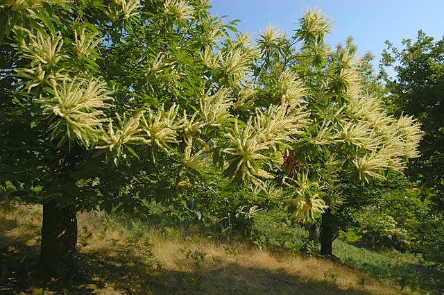 photo de fleurs de chtaignier