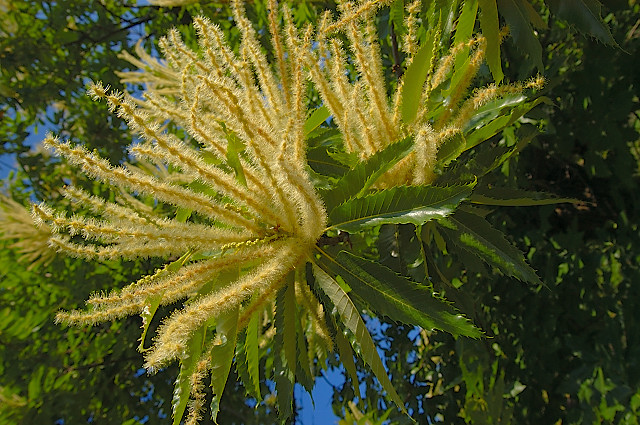 image fleurs chataignier