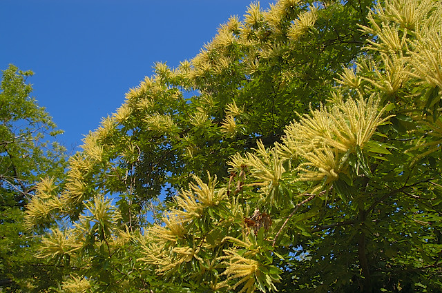 photo de chtaignier en fleurs