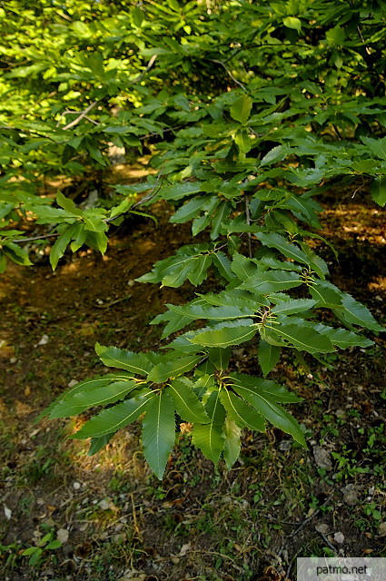 photo de feuilles de chtaignier massif des maures