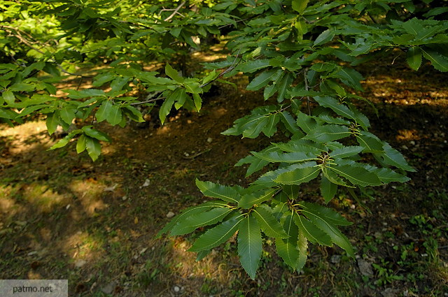 photo de feuilles de châtaignier massif des maures