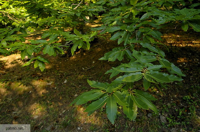 photo de feuilles de chtaignier massif des maures