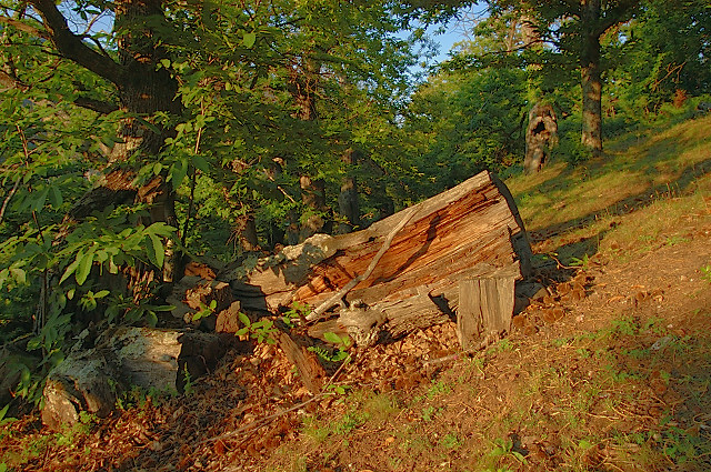 photo de chtaigneraie du massif des maures