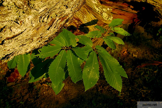 photo de feuilles de chtaignier massif des maures