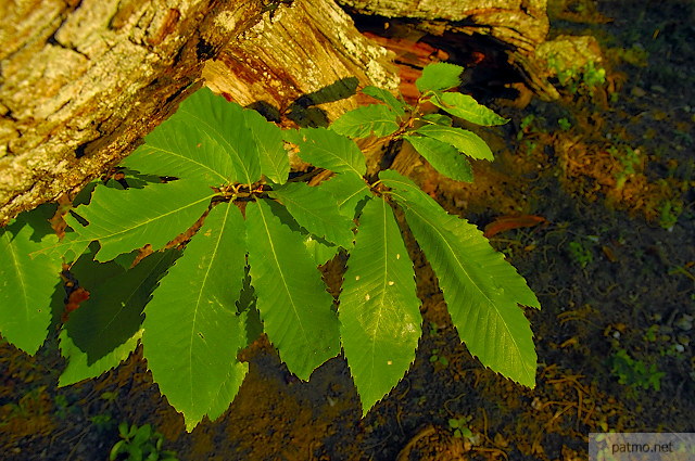 photographie feuilles chataignier