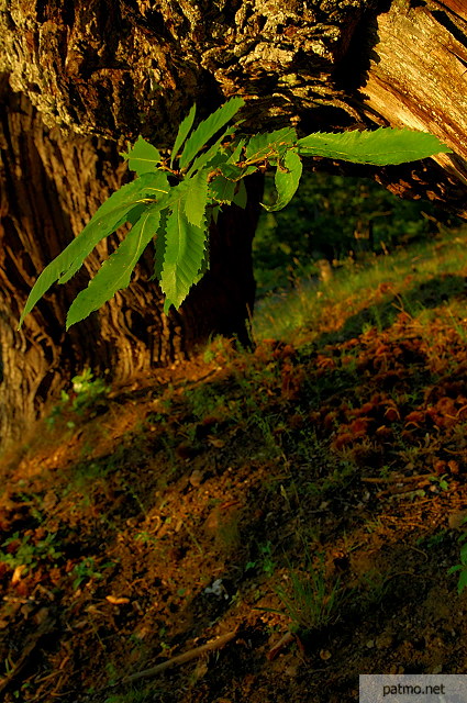 photographie feuilles chtaignier