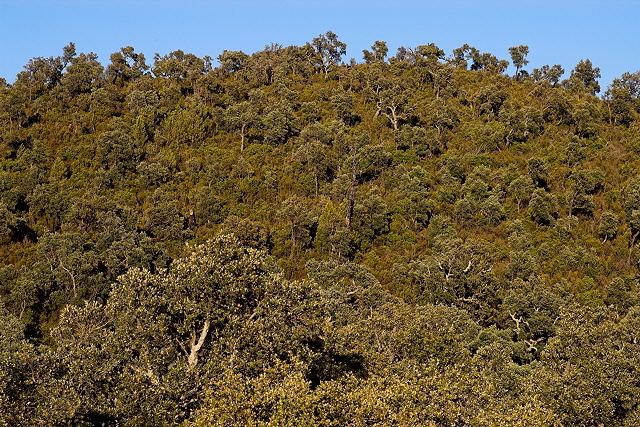 photo de chenes liege dans le massif des maures