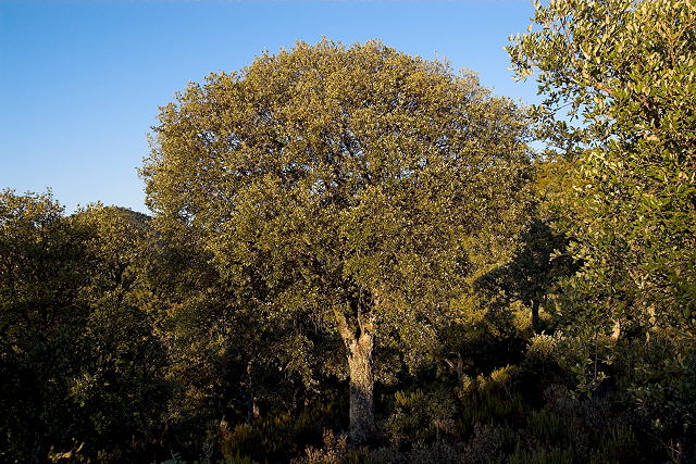 photo de chne lige du massif des maures