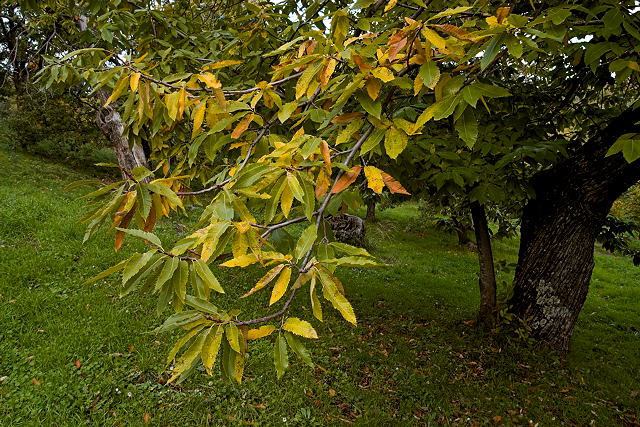 image de feuilles de chtaignier