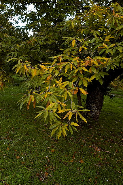 photographie feuilles de chataignier