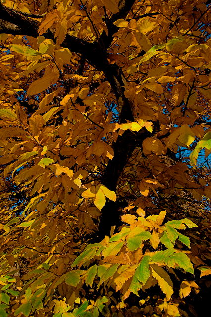 photo de feuilles de chtaignier