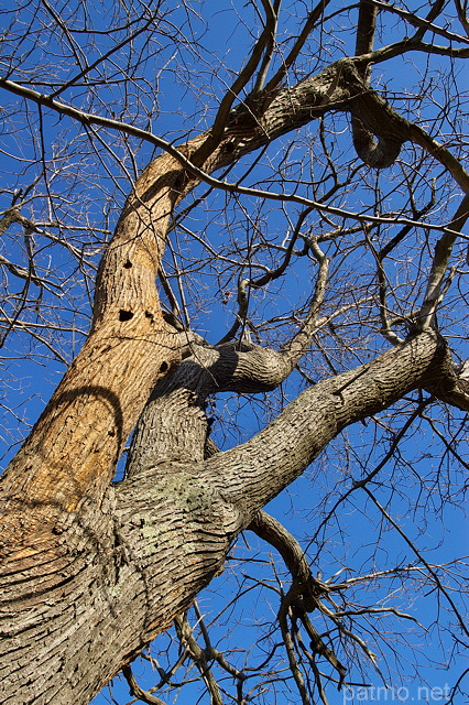 Photo du tronc et des branches d'un vieux chtaignier du Massif des Maures