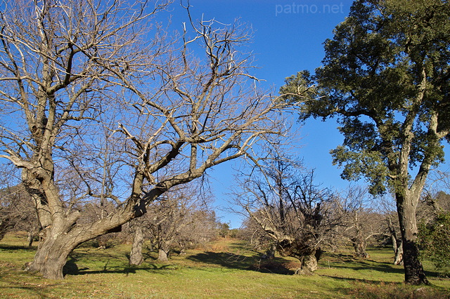 Photo de la chtaigneraie du Massif des Maures