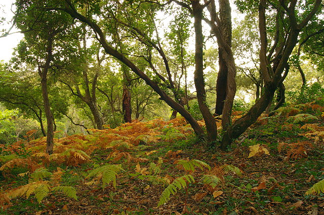 photo arbousier et fougeres en automne