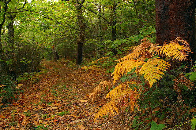 photo chemin forestier en automne