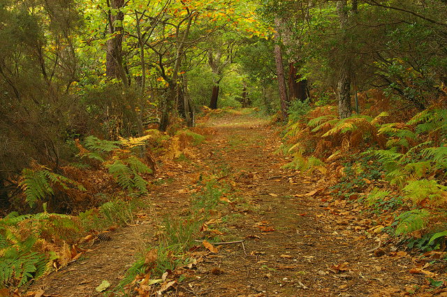 photographie chemin en automne