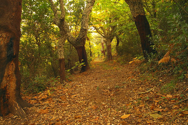 image foret en automne