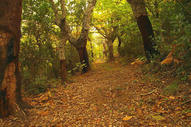 image foret en automne