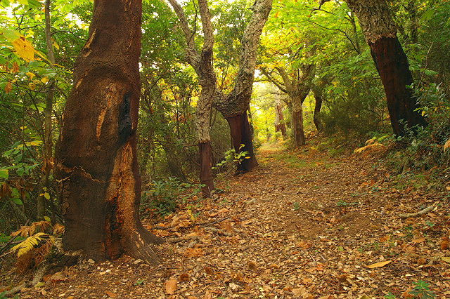 photo foret en automne